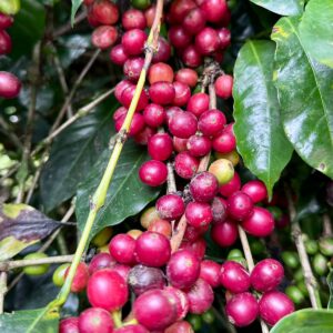 Clase de introducción al café de especialidad y a la cadena de suministro para 3