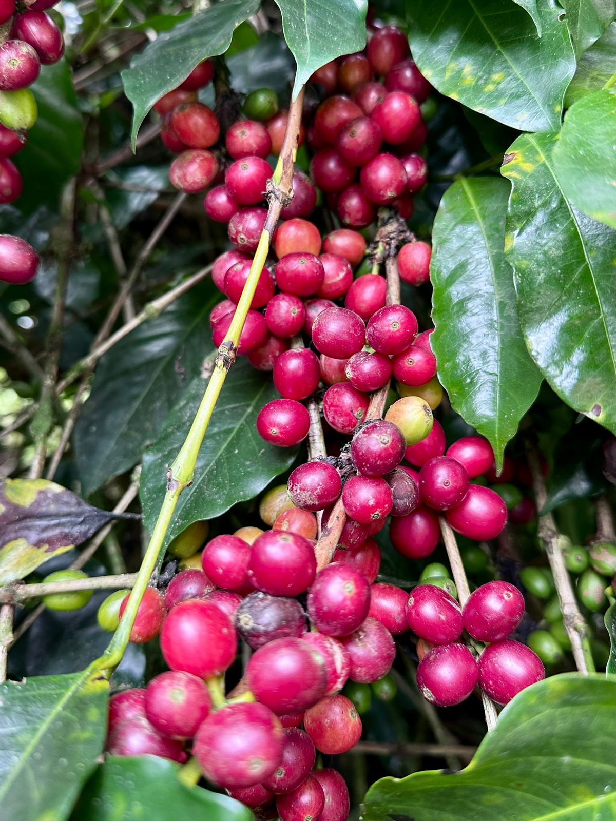 Clase de introducción al café de especialidad y a la cadena de suministro para 3